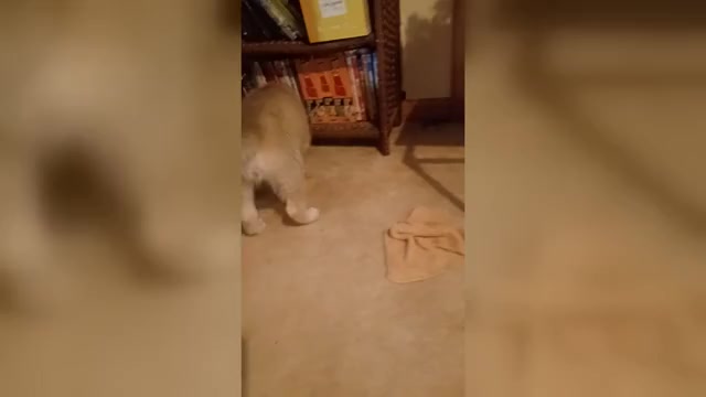 Video preview image #2 Gerberian Shepsky Puppy For Sale in EDMORE, MI, USA