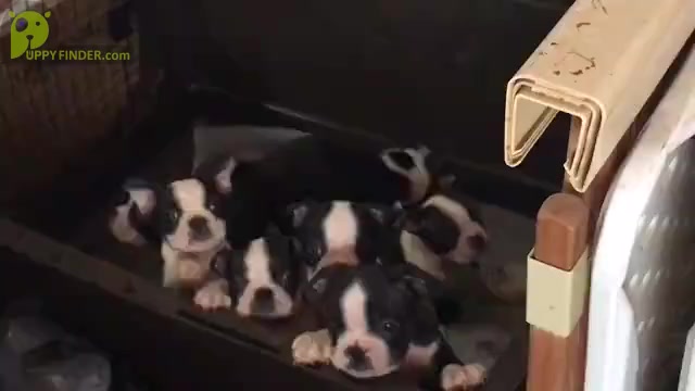 Video preview image #1 Boston Terrier Puppy For Sale in INVERNESS, FL, USA