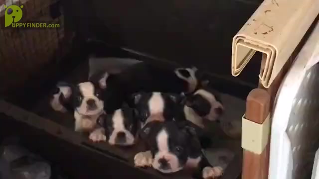 Video preview image #2  Breeder Profile in INVERNESS, FL, USA