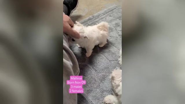 Video preview image #1 Maltese Puppy For Sale in GOSHEN, IN, USA