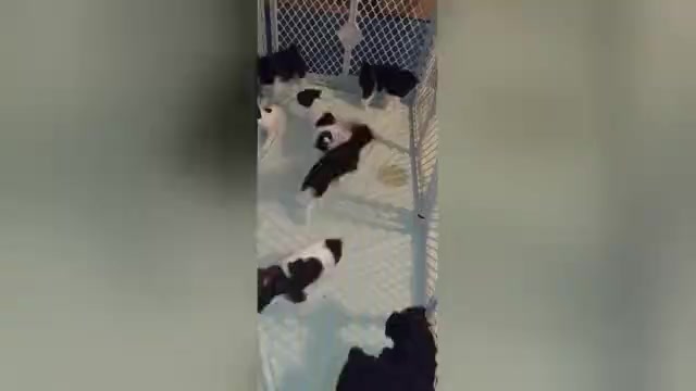 Video preview image #3  Breeder Profile in ENID, OK, USA