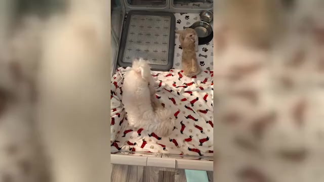 Video preview image #6 Maltipoo (Miniature) Puppy For Sale in SAN ANTONIO, TX, USA