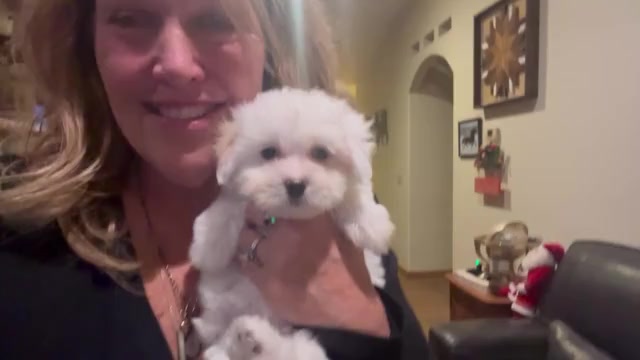 Video preview image #1 Coton de Tulear Puppy For Sale in BIG RAPIDS, MI, USA