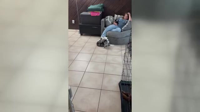 Video preview image #2 Miniature Australian Shepherd Puppy For Sale in LAKELAND, FL, USA