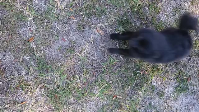 Video preview image #4 Pomeranian Puppy For Sale in TITUSVILLE, FL, USA