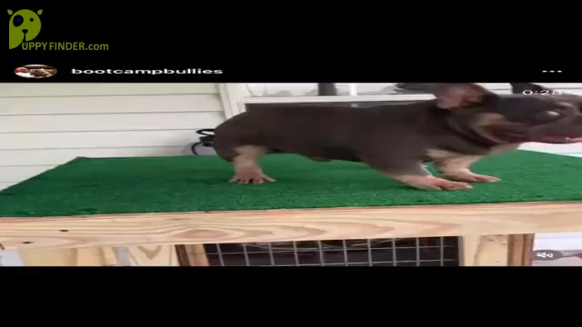 Video preview image #10 French Bulldog Puppy For Sale in SLIDELL, LA, USA