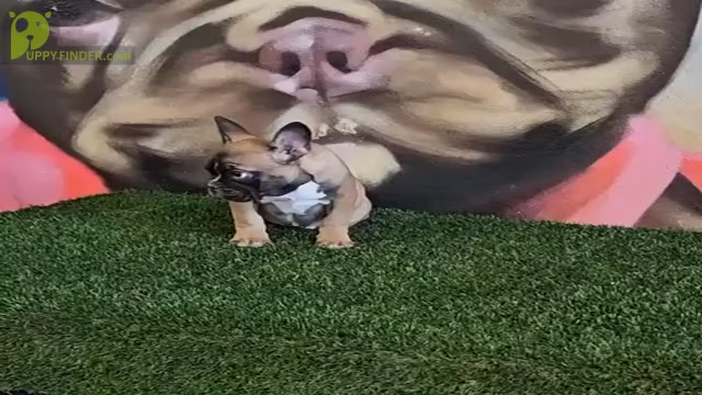 Video preview image #4 French Bulldog Puppy For Sale in MIAMI BEACH, FL, USA