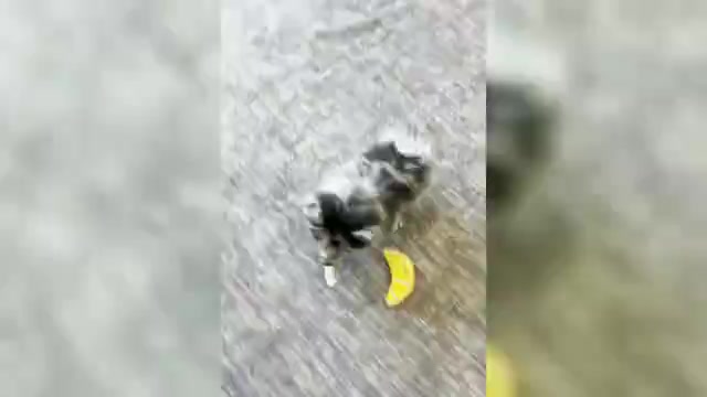 Video preview image #1 Pomeranian Puppy For Sale in WARSAW, IN, USA