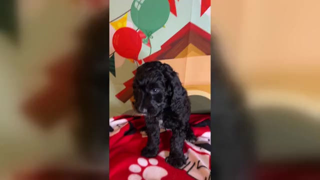 Video preview image #2 English Cream Golden Retriever-Poodle (Standard) Mix Puppy For Sale in FRANKLIN, OH, USA