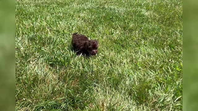 Video preview image #1 YorkiePoo Puppy For Sale in WARSAW, IN, USA