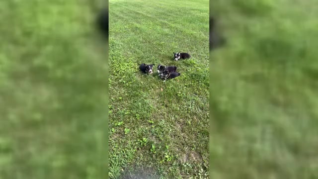 Video preview image #1 Pembroke Welsh Corgi Puppy For Sale in PERKINSVILLE, VT, USA