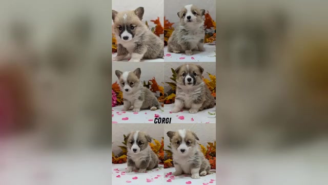 Video preview image #1 Pembroke Welsh Corgi Puppy For Sale in GOSHEN, IN, USA