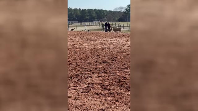 Video preview image #1 Border Collie Puppy For Sale in HUNTERSVILLE, NC, USA