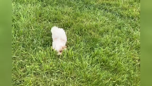 Video preview image #1 Maltipoo Puppy For Sale in WARSAW, IN, USA