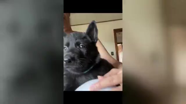 Video preview image #2 German Shepherd Dog Puppy For Sale in HAMILTON, OH, USA