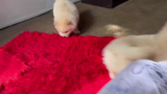 Video preview image #1 Pomeranian Puppy For Sale in DAVIS, CA, USA