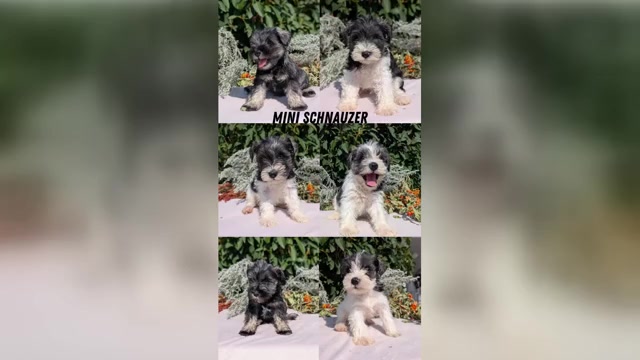 Video preview image #8  Breeder Profile in GOSHEN, IN, USA