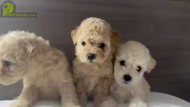 Video preview image #1 Maltipoo Puppy For Sale in ADDISON, TX, USA