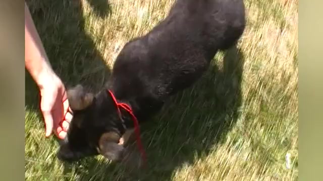 Video preview image #1 German Shepherd Dog Puppy For Sale in PIEDMONT, MO, USA