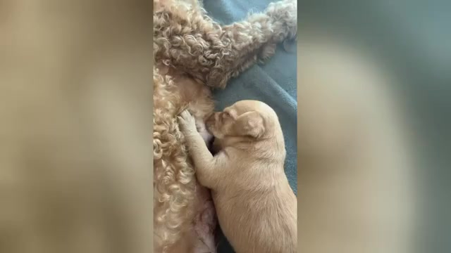 Video preview image #2 Wapoo Puppy For Sale in BROCKTON, MA, USA