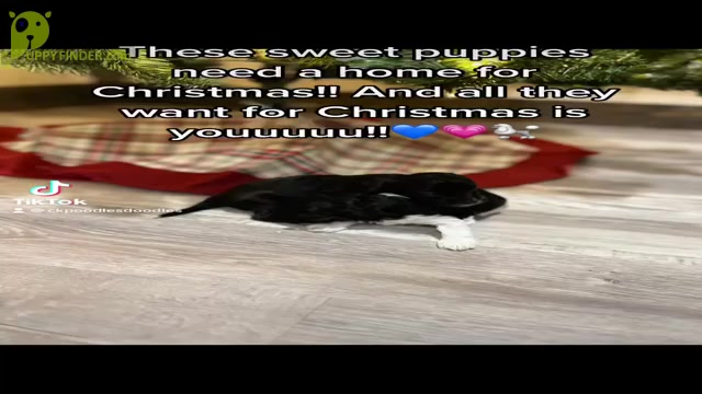 Video preview image #1 Aussiedoodle Miniature  Puppy For Sale in GRANDVIEW, TX, USA