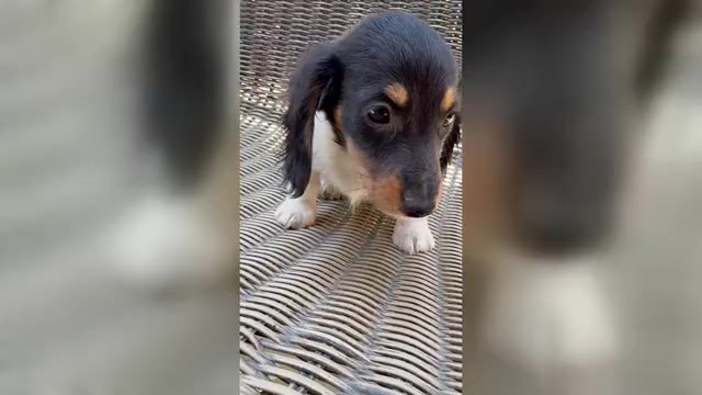 Video preview image #1 Dachshund Puppy For Sale in MADERA, CA, USA