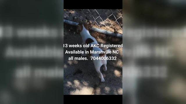 Video preview image #1 Russell Terrier Puppy For Sale in MARSHVILLE, NC, USA