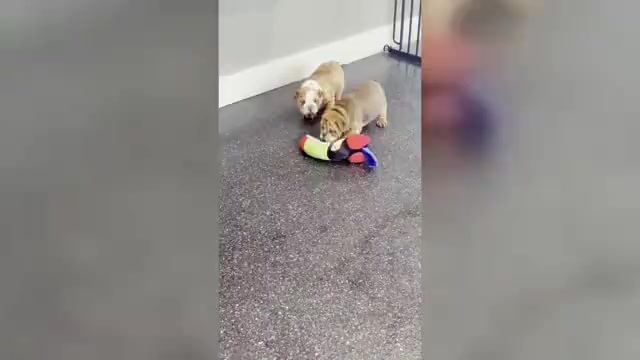 Video preview image #1 English Bulldog Puppy For Sale in WARSAW, IN, USA