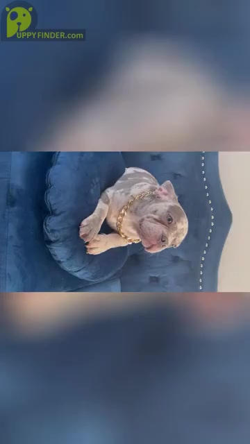 Video preview image #1 French Bulldog Puppy For Sale in STOCKTON, CA, USA
