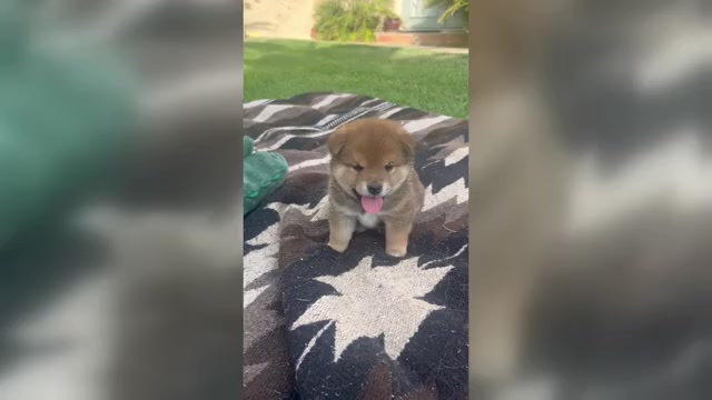 Video preview image #4 Shiba Inu Puppy For Sale in YUCCA VALLEY, CA, USA