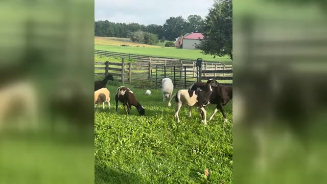 Video preview image #1 Great Pyrenees Puppy For Sale in ABBOTTSTOWN, PA, USA