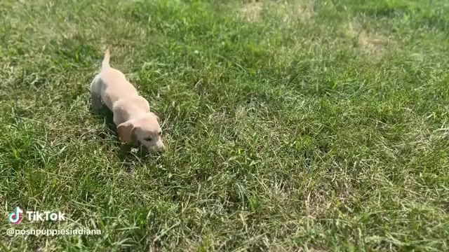 Video preview image #1 Dachshund Puppy For Sale in WARSAW, IN, USA