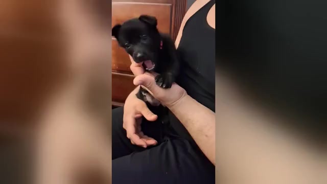 Video preview image #6 German Shepherd Dog Puppy For Sale in MIDDLETOWN, CT, USA