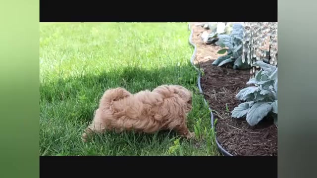 Video preview image #1 ShihPoo Puppy For Sale in CANTON, OH, USA
