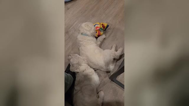 Video preview image #1  Breeder Profile in FAYETTEVILLE, GA, USA