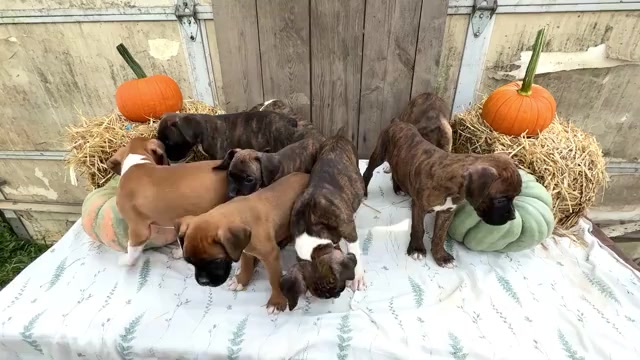 Video preview image #1 Boxer Puppy For Sale in WAKARUSA, IN, USA