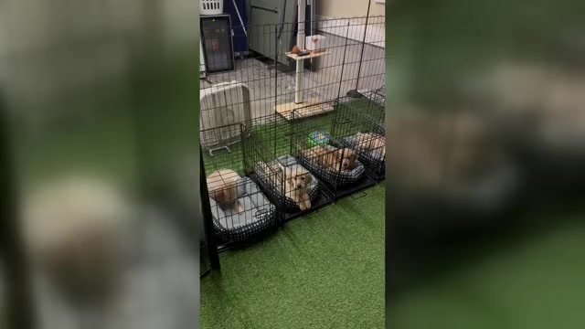 Video preview image #1  Breeder Profile in CONWAY, SC, USA