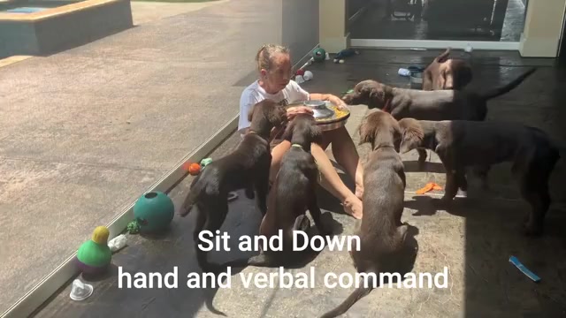 Video preview image #6 Flat Coated Retriever Puppy For Sale in LAHAINA, HI, USA