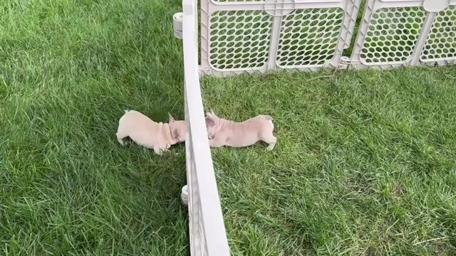 Video preview image #2 French Bulldog Puppy For Sale in PROVIDENCE, NC, USA