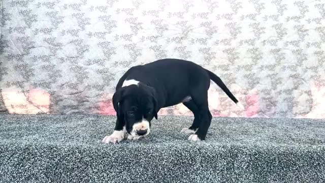 Video preview image #10 Great Dane Puppy For Sale in WAKARUSA, IN, USA