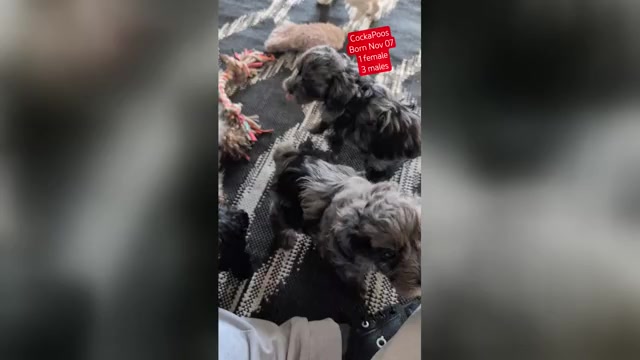 Video preview image #4 Cockapoo (Miniature) Puppy For Sale in GOSHEN, IN, USA