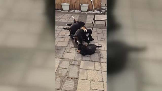 Video preview image #18  Breeder Profile in SALMON, ID, USA