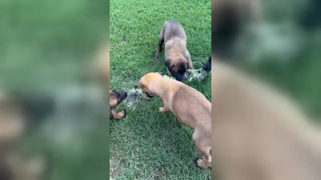 Video preview image #1  Breeder Profile in ATHENS, AL, USA