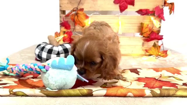 Video preview image #4 Cavalier King Charles Spaniel Puppy For Sale in WAKARUSA, IN, USA