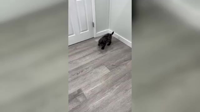 Video preview image #1 Bernedoodle (Miniature) Puppy For Sale in DUNDEE, OH, USA