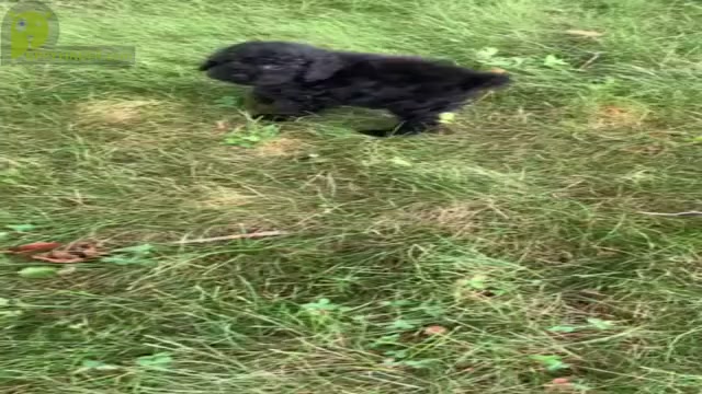 Video preview image #2 Poodle (Miniature) Puppy For Sale in WARSAW, IN, USA