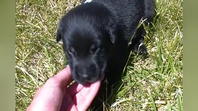 Video preview image #1 German Shepherd Dog Puppy For Sale in PIEDMONT, MO, USA