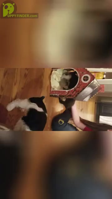 Video preview image #3  Breeder Profile in FAYETTEVILLE, NC, USA