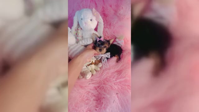 Video preview image #3 Yorkshire Terrier Puppy For Sale in MELROSE VISTA, FL, USA