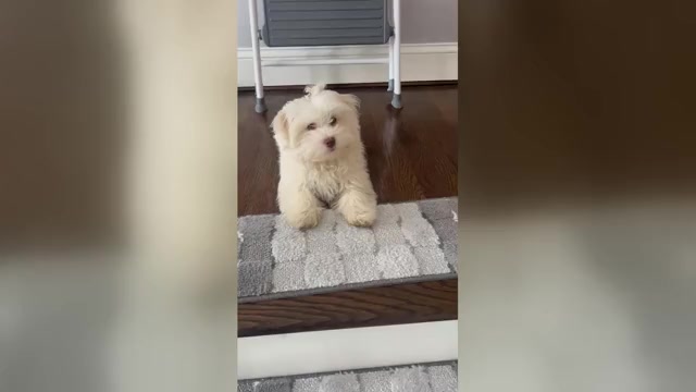 Video preview image #1 Havanese Puppy For Sale in DURHAM, CT, USA